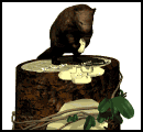 Gif de castor